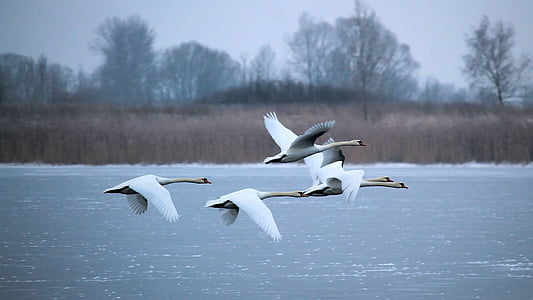 flock of mute swans flying over body of water thumbnail