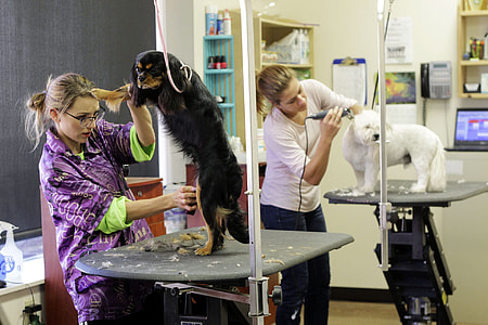 two woman trimming a dogs inside a room thumbnail
