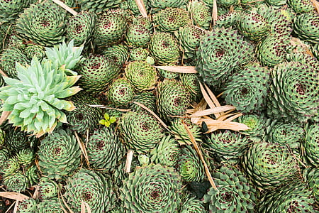 green cactus thumbnail