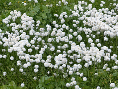 Scheuchzers Cottongrass thumbnail