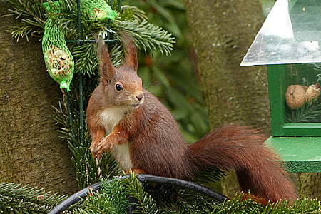 brown squirrel on tree branch thumbnail