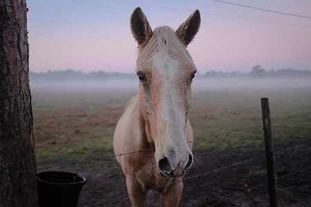 beige horse near barbwire fence thumbnail