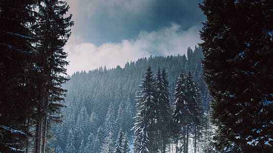 pine trees on mountain under white and blue sky thumbnail