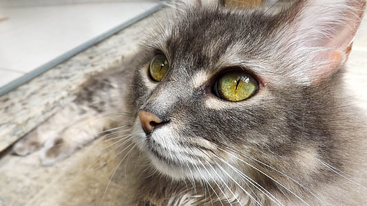 gray cat thumbnail