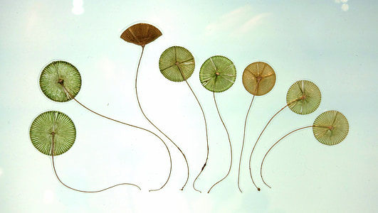assorted green and brown kites painting thumbnail