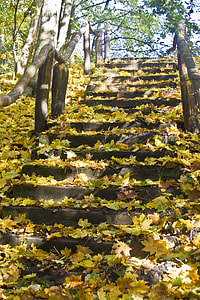 grey step ladder near trees thumbnail
