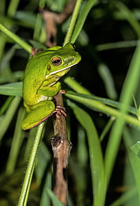 green frog perched on branch closeup photography thumbnail