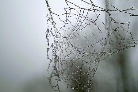 spiderweb on misty surface thumbnail