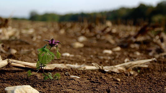 purple flowering plant on brown land near dried wood selective-focus photo thumbnail