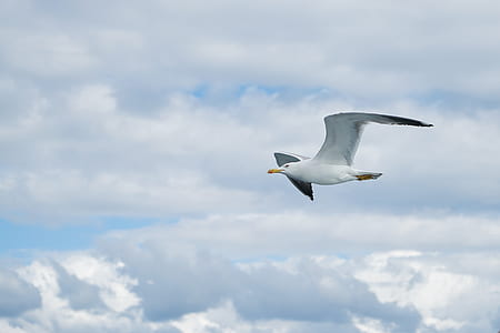 flying white seagull thumbnail