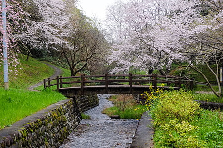 foot bridge surrounded trees thumbnail