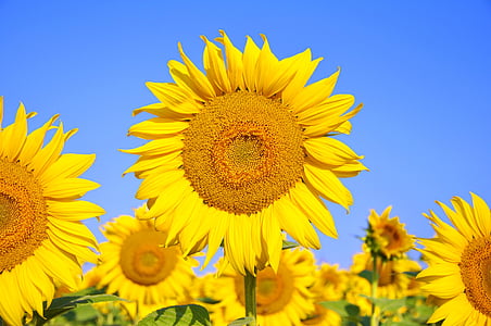 yellow sunglowers thumbnail