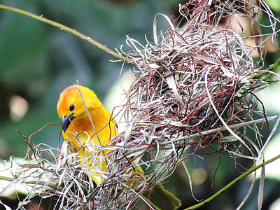 yellow bird on nest during daytime thumbnail