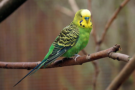 green and yellow Budgerigar on tree branch thumbnail