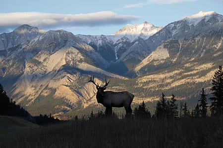 deer on grass field with mountain as background thumbnail