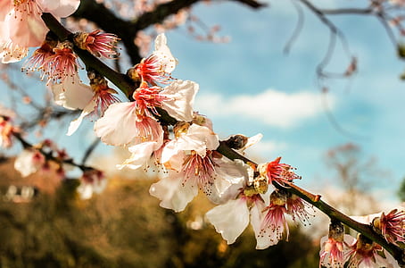 selective focus photography of white-and-pink cherry blossom flowers thumbnail
