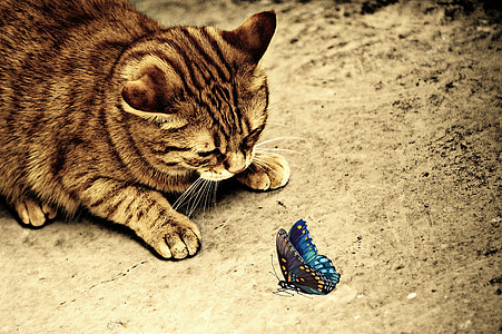 blue and black butterfly near brown cat at daytime thumbnail