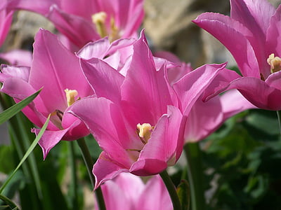 selective focus photography of pink petaled flower thumbnail