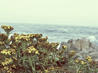 close-up photography of yellow marigold dlowers thumbnail
