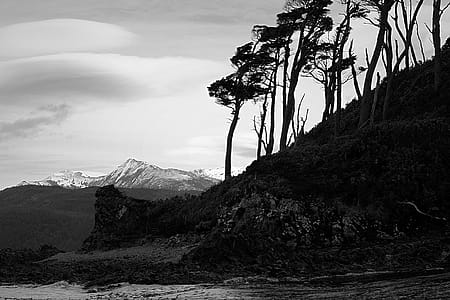 Grayscale Photo of Trees Near Body of Water thumbnail