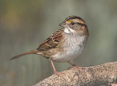 bird on tree branch thumbnail
