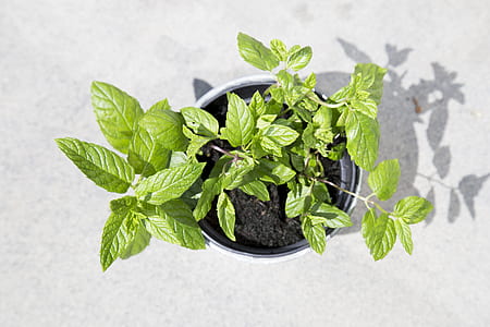 green leafed plant thumbnail