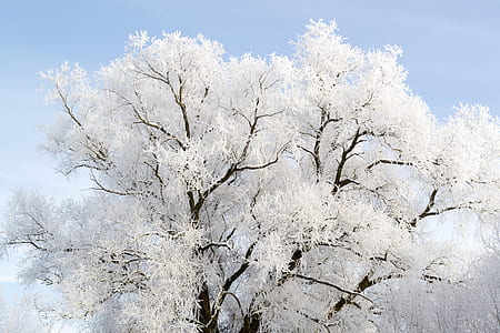 white tree thumbnail