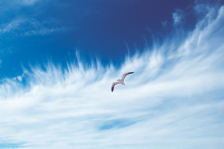 seagull shoaring thumbnail