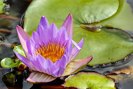 close up photography of purple lotus flower thumbnail