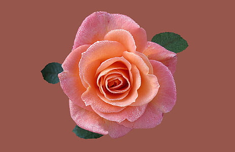pink rose flower closeup photography thumbnail