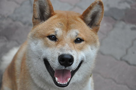 selective focus photography of adult shiba inu thumbnail