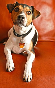 adult tricolor beagle thumbnail