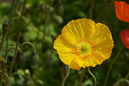 shallow focus photography of yellow Iceland poppy flower thumbnail