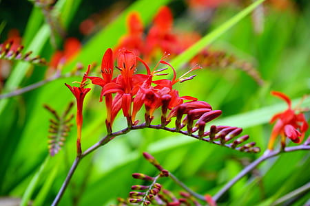 nature, red, flowers, garden thumbnail