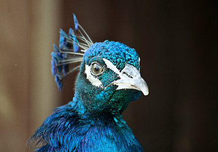 selective focus photography of blue peacock thumbnail