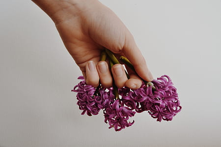 person holding purple hyacinth flowers thumbnail