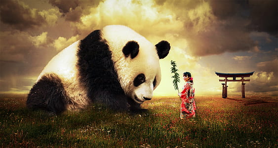 photography of panda lying on grass thumbnail
