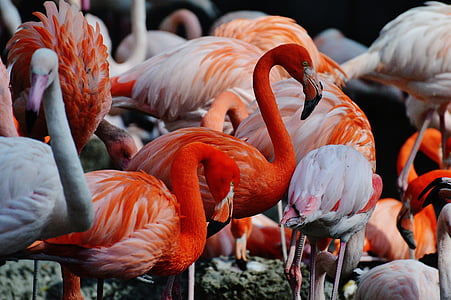 close-up photography of flamingos thumbnail
