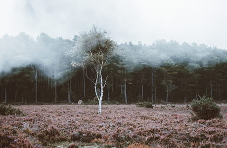 green leaf trees thumbnail