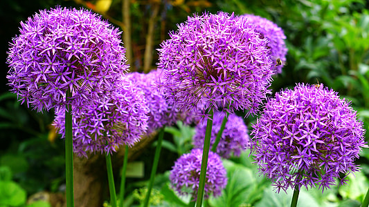 allium flowers near trees thumbnail