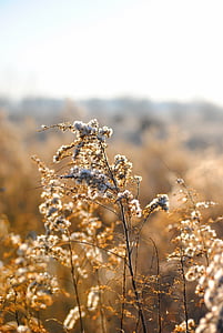 closeup photo of brown leaves thumbnail