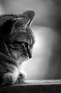 grayscale photo of brown tabby cat thumbnail