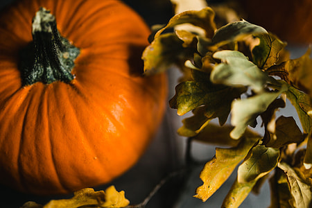 Autumn Pumpkin thumbnail