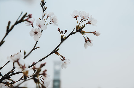 micro focus of white blossoms thumbnail