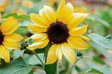 Close-up of Yellow Flowers Blooming Outdoors thumbnail