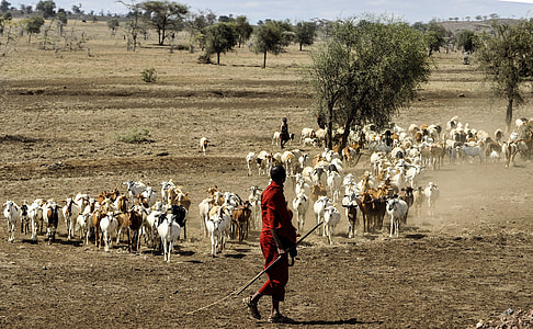 man walking on grass field near herd of goat thumbnail