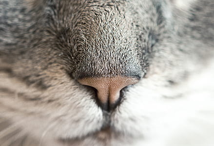 gray animal nose thumbnail