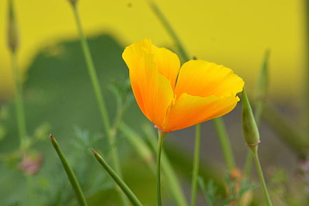 shallow focus photography of orange flower during daytime thumbnail