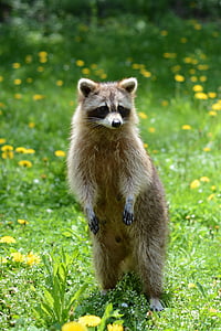 brown and white raccoon on green grass during daytime thumbnail