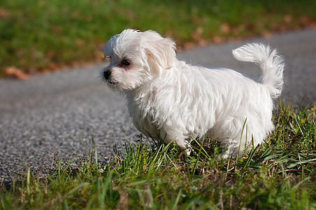 long-coated white puppy running during daytime thumbnail